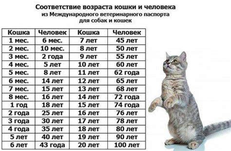 Возраст и физическое развитие маленького котенка