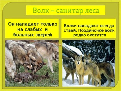 Волк очищает лес от больных и слабых животных