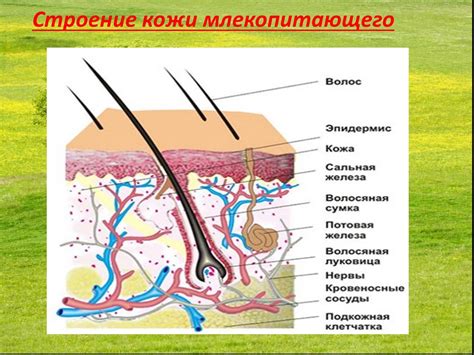 Волосяной покров