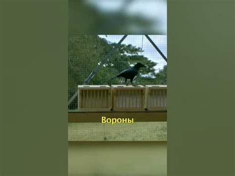 Вороны - одни из умнейших птиц