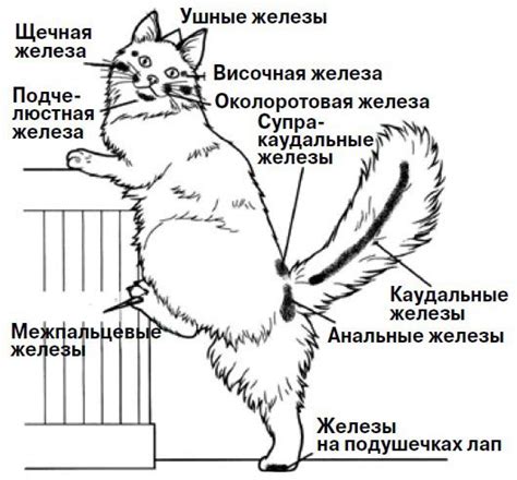 Воспалительные заболевания - еще одна возможная причина крови у кошки под хвостом