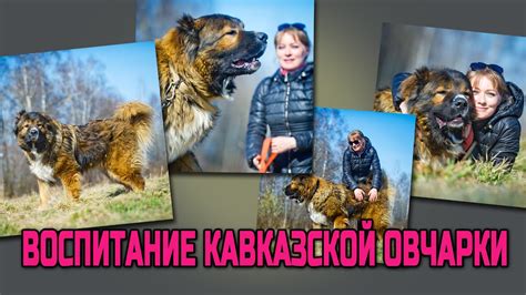 Воспитание кавказской овчарки: советы и рекомендации