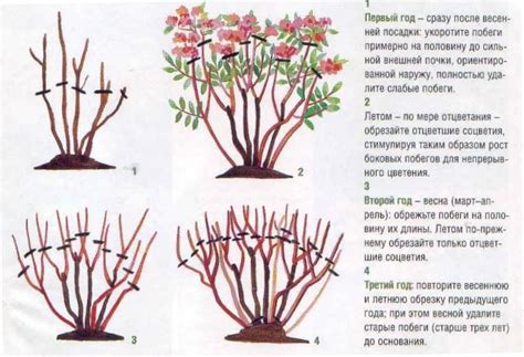 Восстановите корень сирени и удаленные ветви