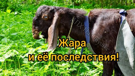 Вредные последствия от отсутствия сена