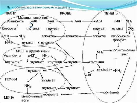 Вред глутамата: проблемы и мифы