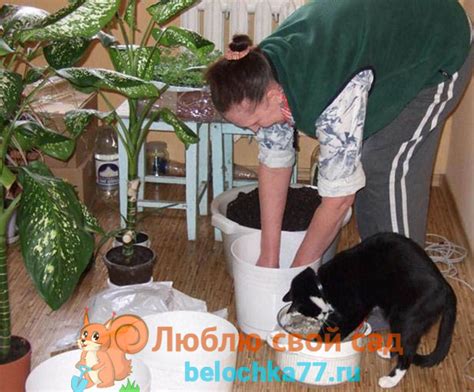 Вред для домашних животных