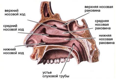 Вред для носовых проходов