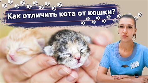 Вред и последствия бития котенка по голове