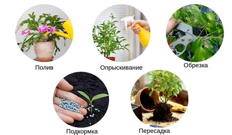 Время цветения и уход за цветами