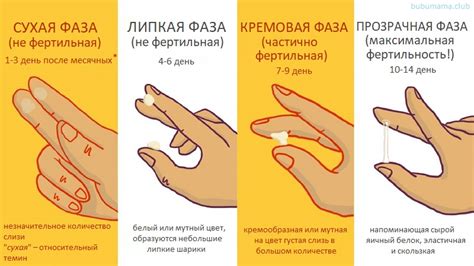 Второй способ: мониторинг изменений в цервикальной слизи