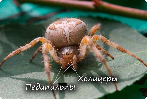 Второй шаг: создание ног и клешней паука