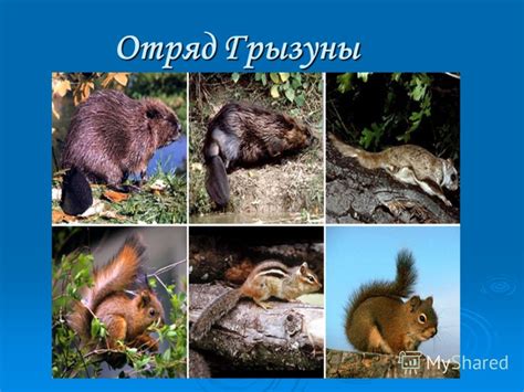 Выберите образец грызуна