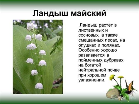 Выберите цвета для ландышей