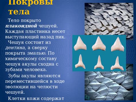 Выбираем нужный материал: чешуя, перья или мембрану
