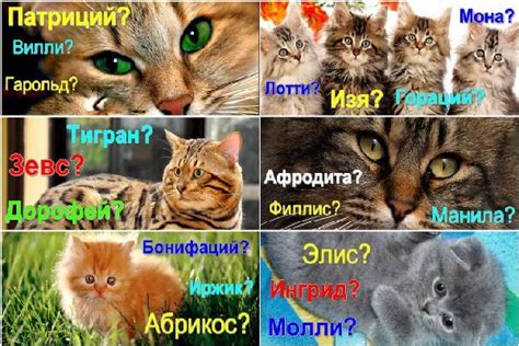 Выбирайте уникальные клички для домашних питомцев