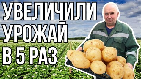 Выбор и подготовка картошки