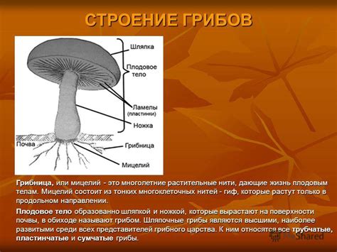 Выбор и приготовление грибного мицелия