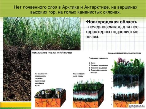 Выбор и укладка почвенного слоя