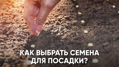 Выбор качественного семенного материала