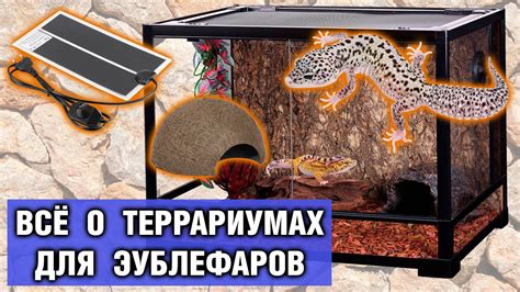 Выбор материалов для рисования геккона