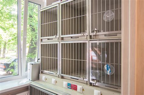 Выбор места для размещения зоогостиницы