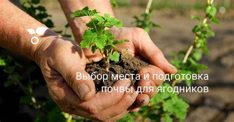 Выбор места и подготовка почвы: ключевые аспекты ухода