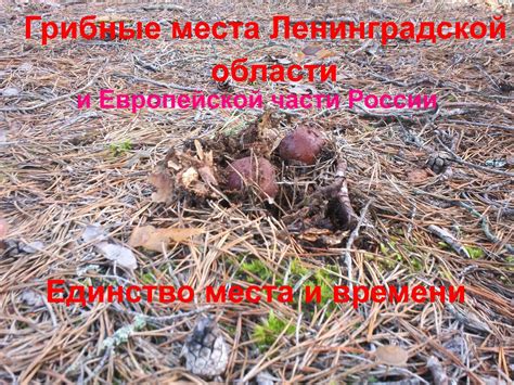 Выбор места и размеров грибного биома