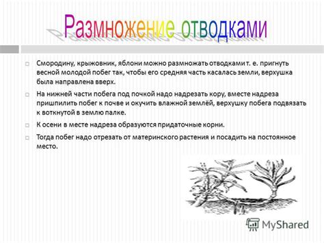 Выбор нестандартных сроков разведения