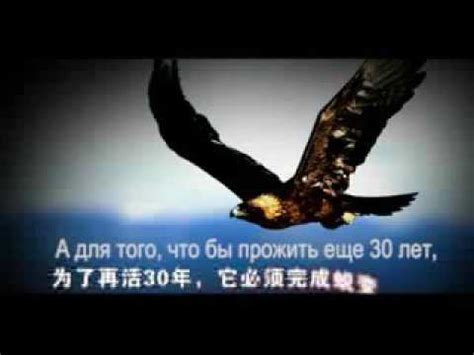 Выбор орла и пояса