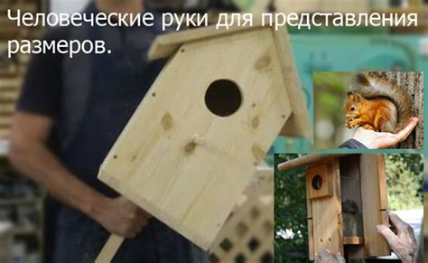 Выбор подходящего дерева для изготовления бельчатника