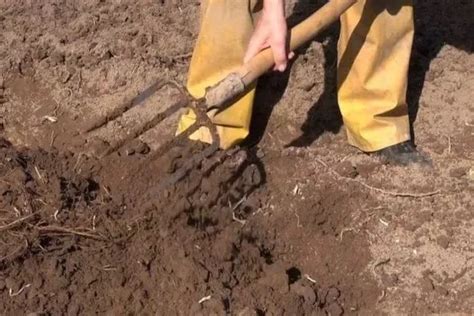 Выбор подходящего места для кофейных растений