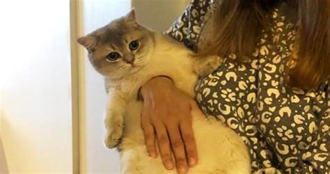 Выбор подходящей фотографии котика для эффектной тени