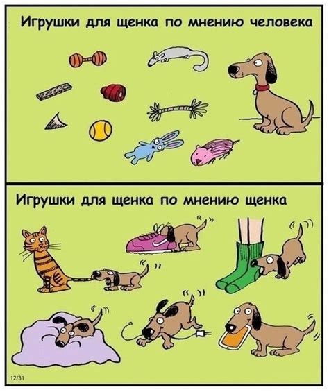 Выбор правильных игрушек и места для кота