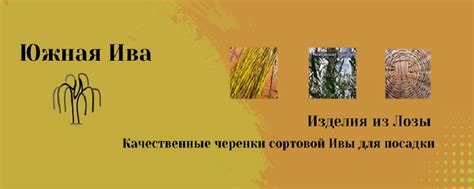 Выбор саженцев ивы