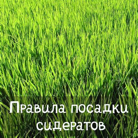 Выбор сидератов и правила посева