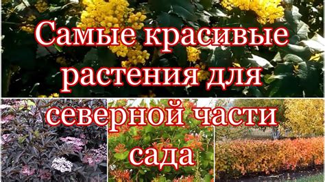 Выбор сорта для полутени