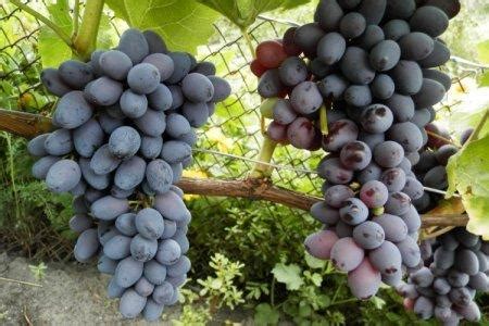 Выбор сортов винограда для вина без косточек: