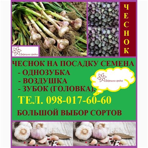 Выбор сортов чеснока для посадки