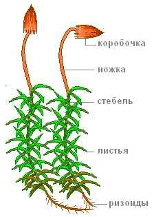 Выбор съедобного мха: как определить подходящий вид
