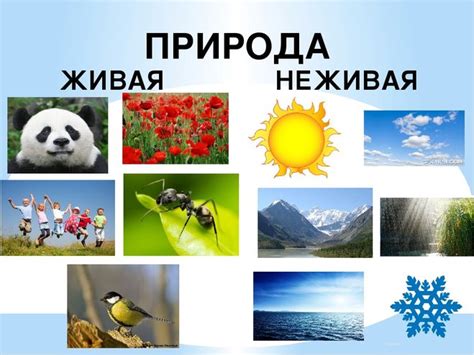 Выбор темы: элементы природы или объекты быта