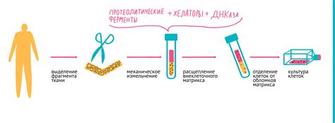 Выделение и осушка