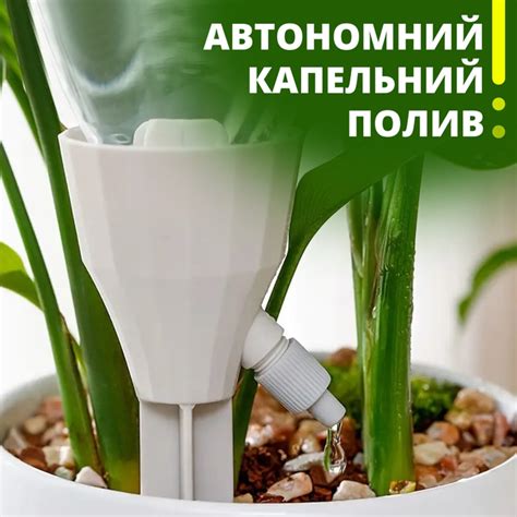 Выполняйте регулярный полив растений