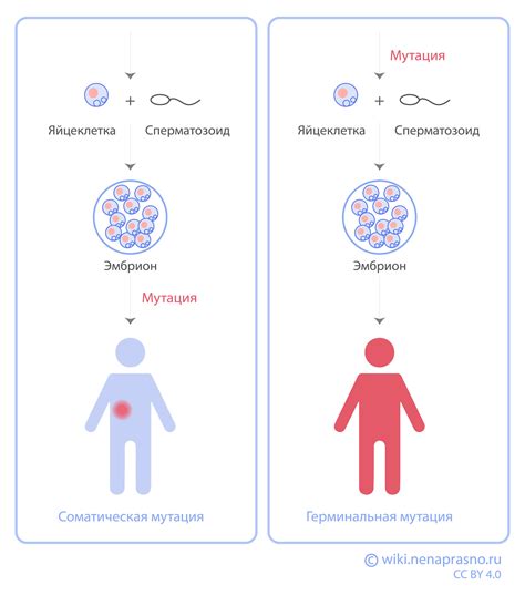 Генетика и мутация