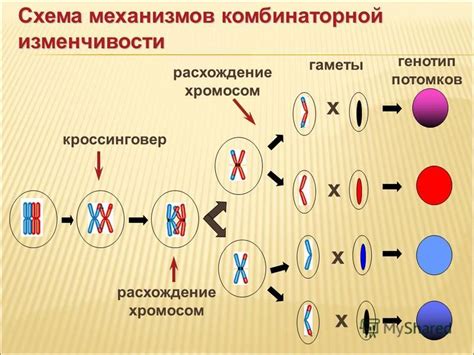 Генетическая изменчивость