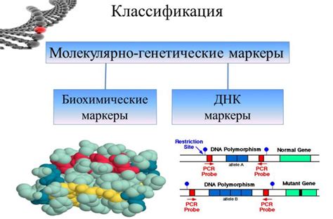 Генетические маркеры и их роль