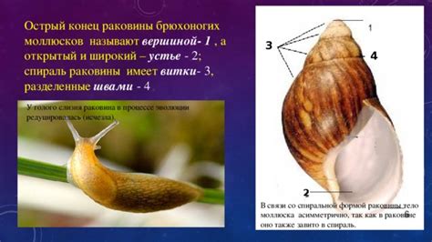 Генетические особенности и их связь со спиральной формой листьев