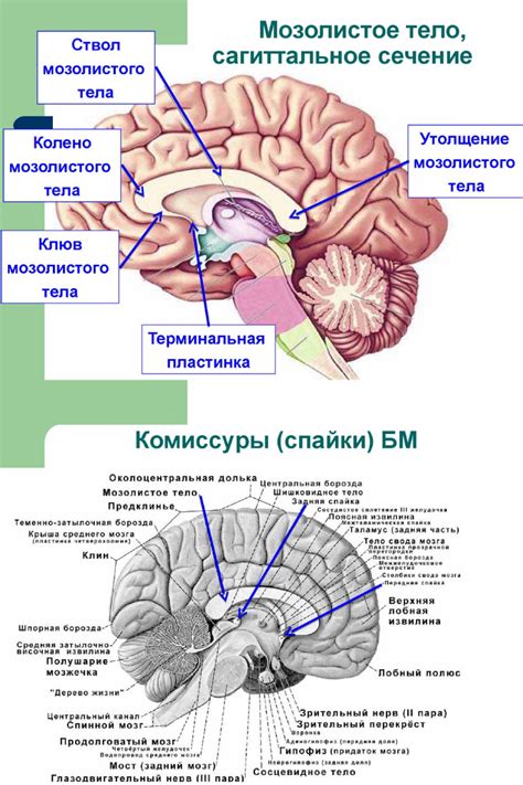 Генетические факторы формирования асимметрии