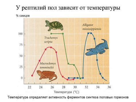 Генетический метод определения пола цыплят
