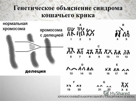 Генетическое объяснение механизма половинок