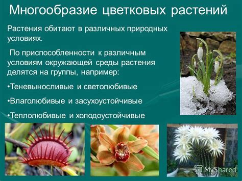 Герани не подходят к условиям окружающей среды